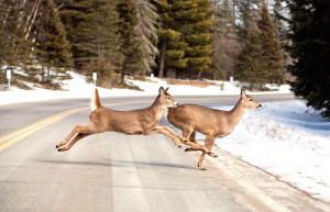 Deer Crossing the Road